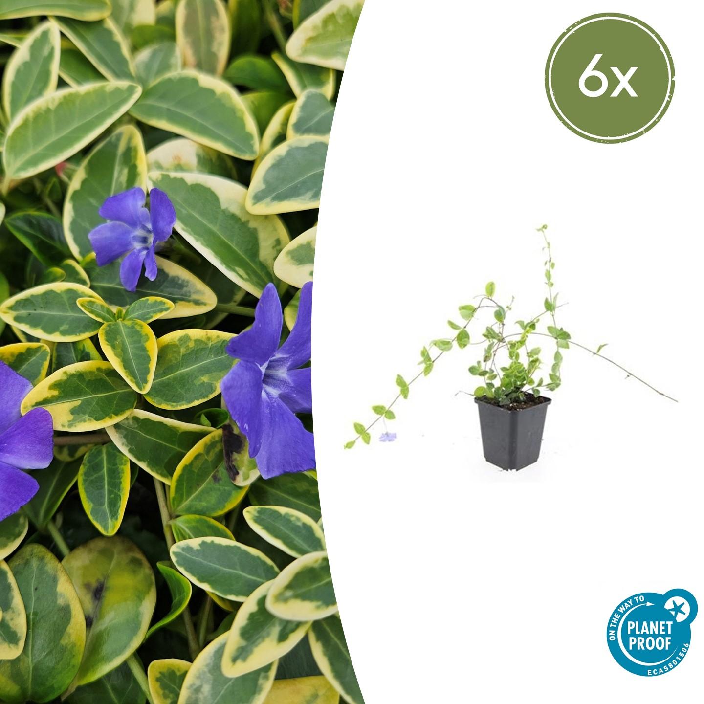 Vinca minor 'Blue and Gold' potmaat 9 cm hoogte 10 tot 25 cm
