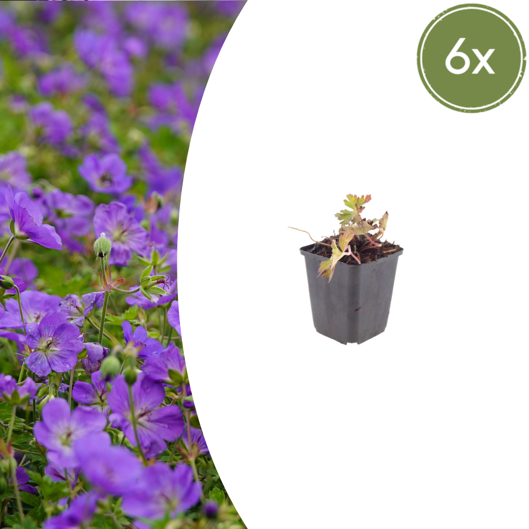Geranium 'Azure Rush' potmaat 9 cm hoogte 10 tot 25 cm