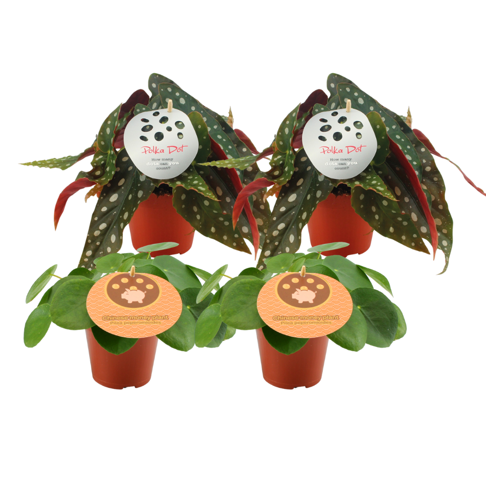 2x Pilea Peperomioides + 2x Begonia Maculata (4 stuks) potmaat 12 cm hoogte 20 cm