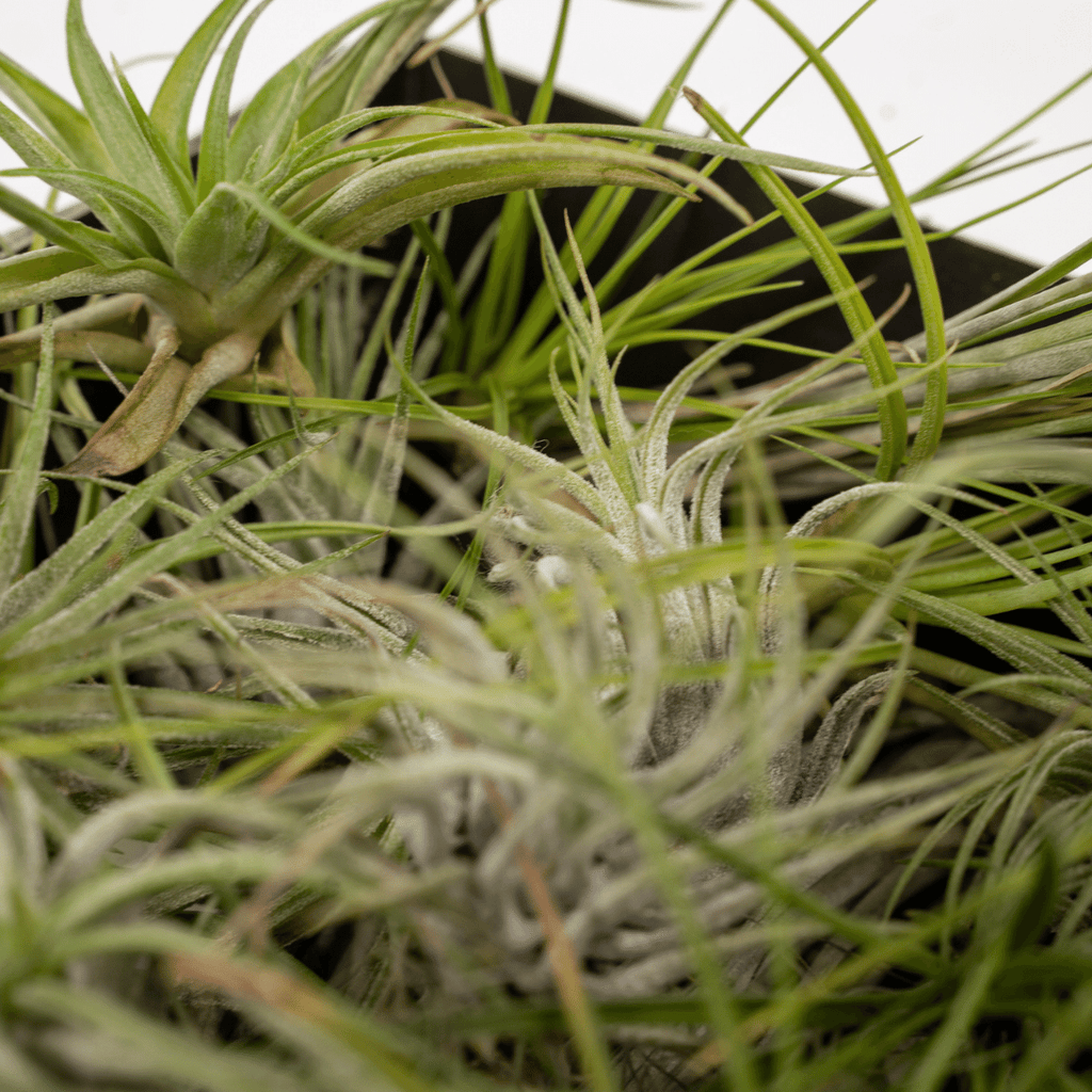 Tillandsia Air mix - 5 stuks - 6 cm - ø6