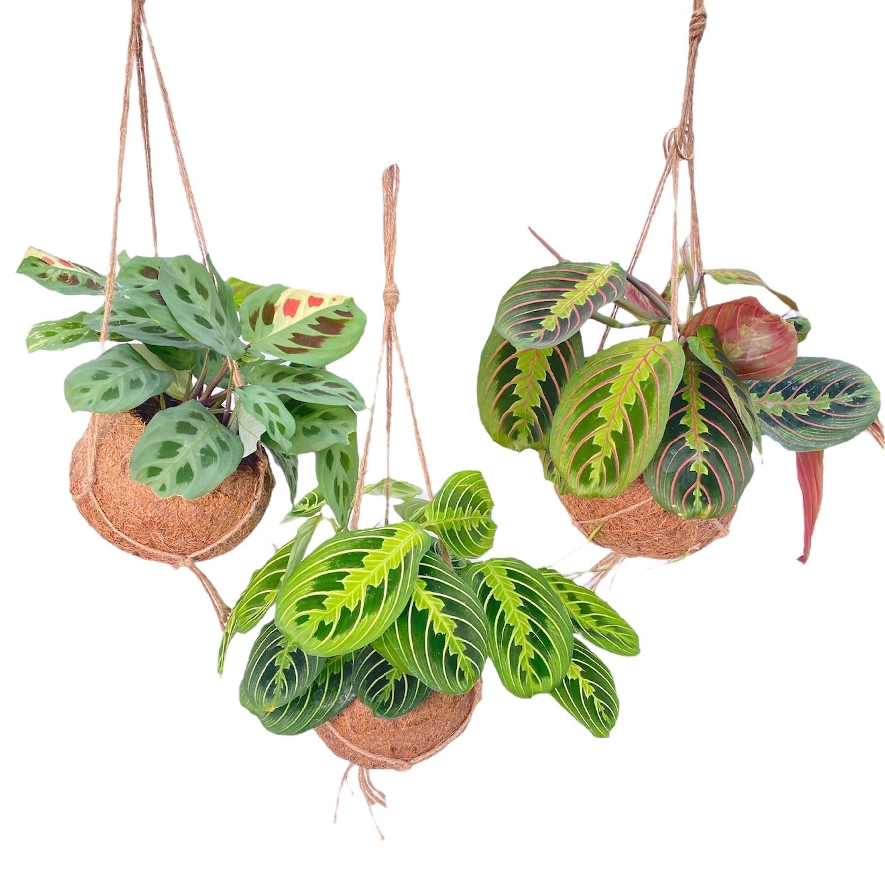 Kokodama Maranta Mix (3 stuks) potmaat 15 cm hoogte 20 cm