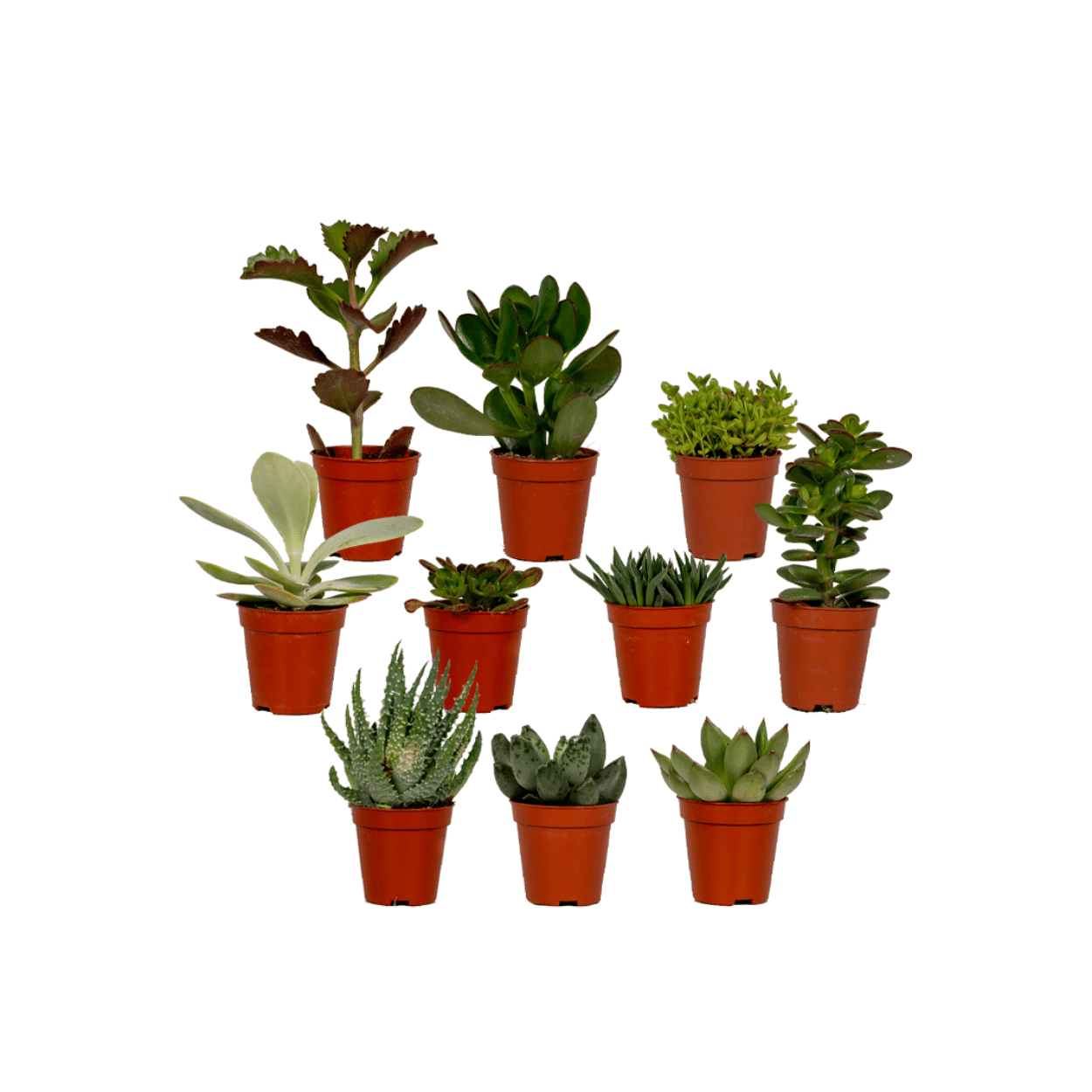 Succulenten Mix (10 stuks) potmaat 6 cm hoogte 7 cm