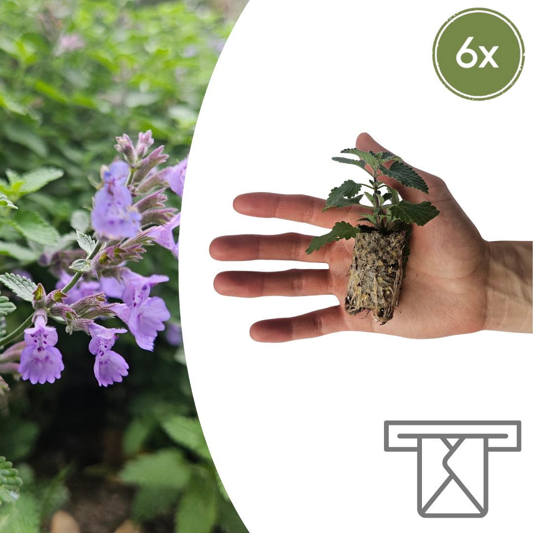 Nepeta Zelf Kweken (plug) (6 stuks) potmaat 3 cm hoogte 4 cm