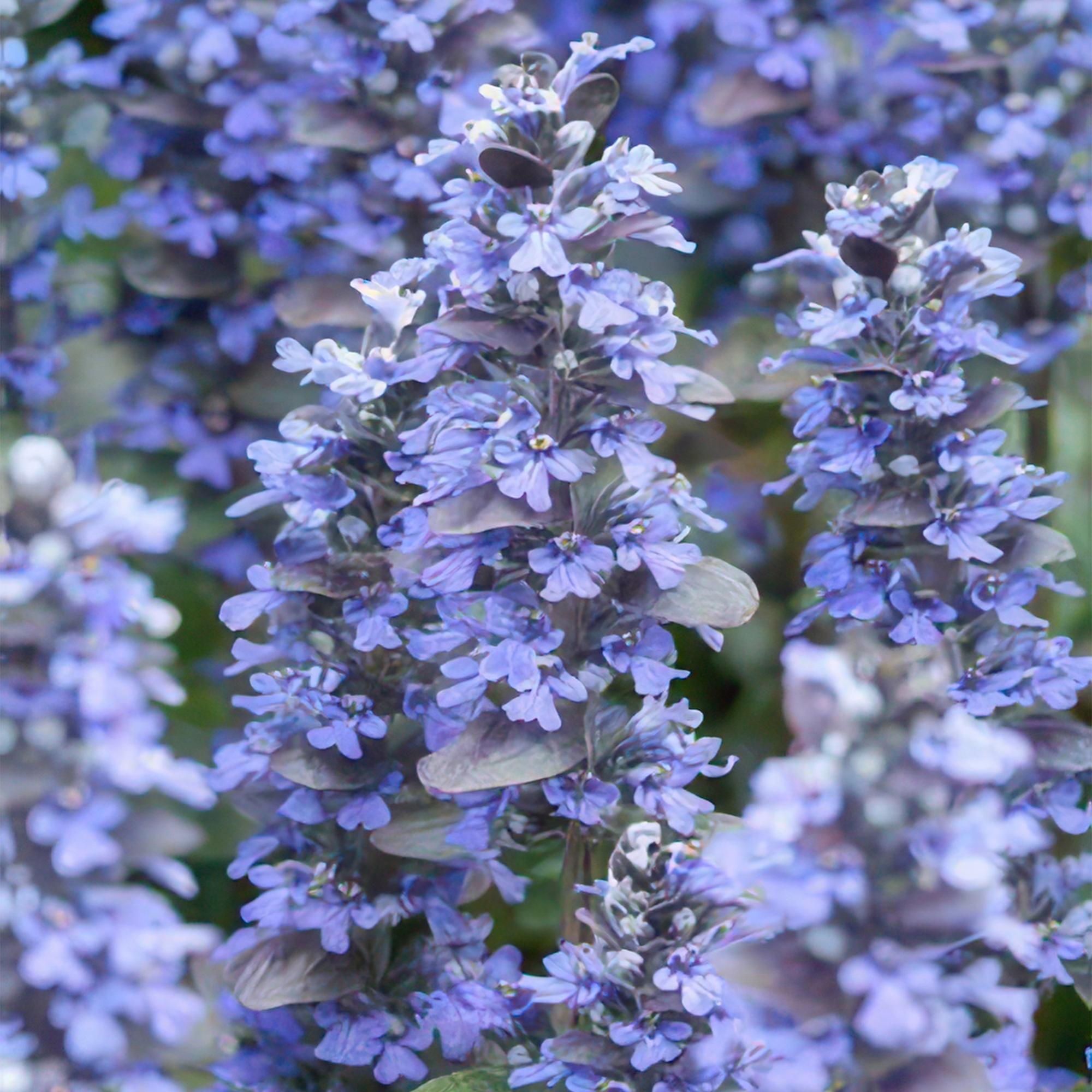 Ajuga reptans 'Burgundy Glow' potmaat 9 cm hoogte 10 tot 25 cm