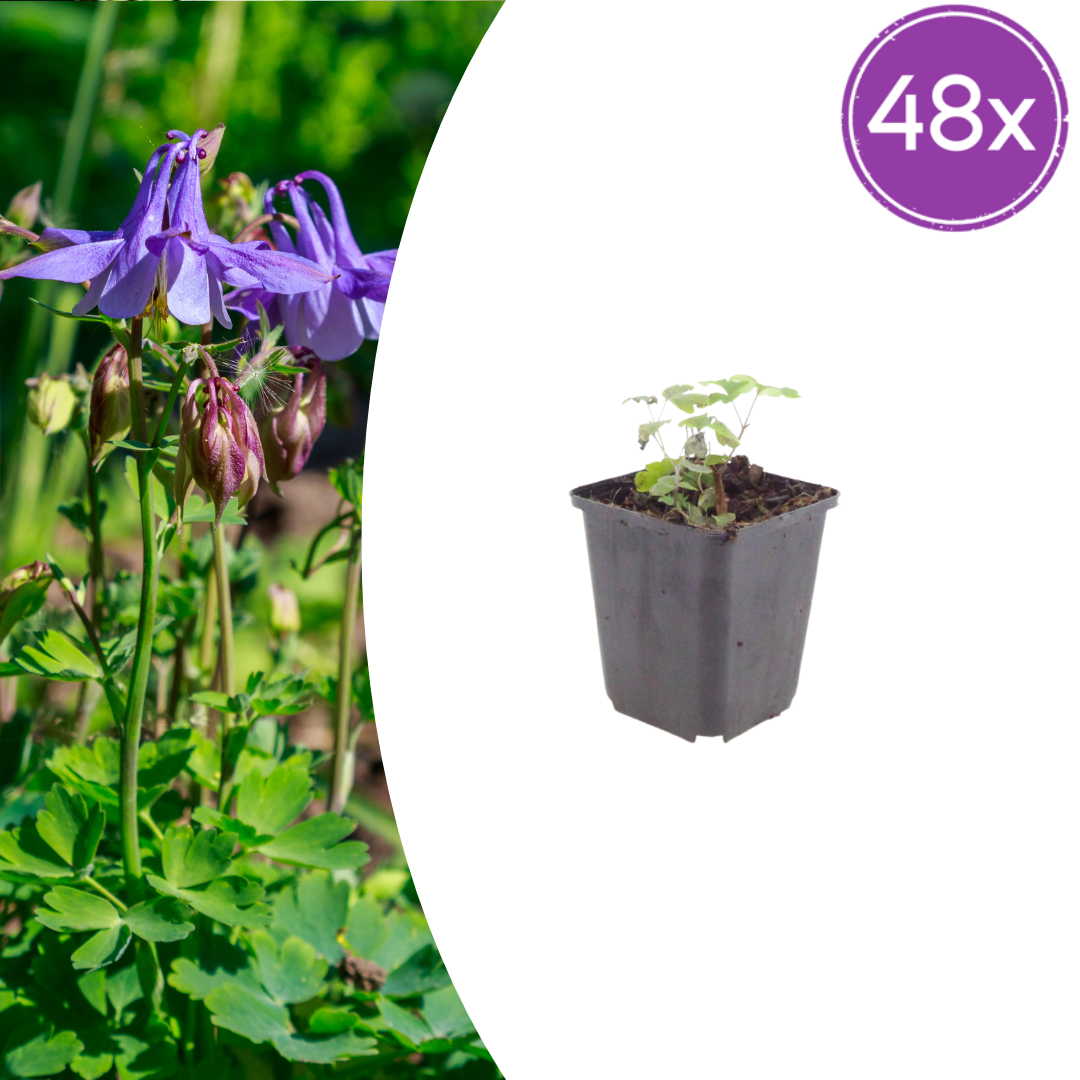 Aquilegia vulgaris potmaat 9 cm hoogte 10 tot 25 cm