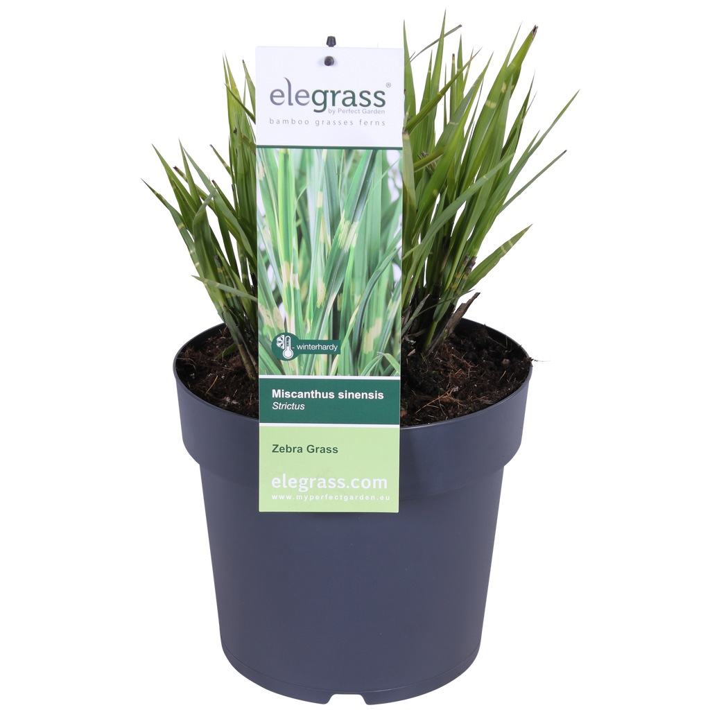 Miscanthus sinensis Strictus - Ø23cm - ↕60cm - Ø23 - ↨60cm