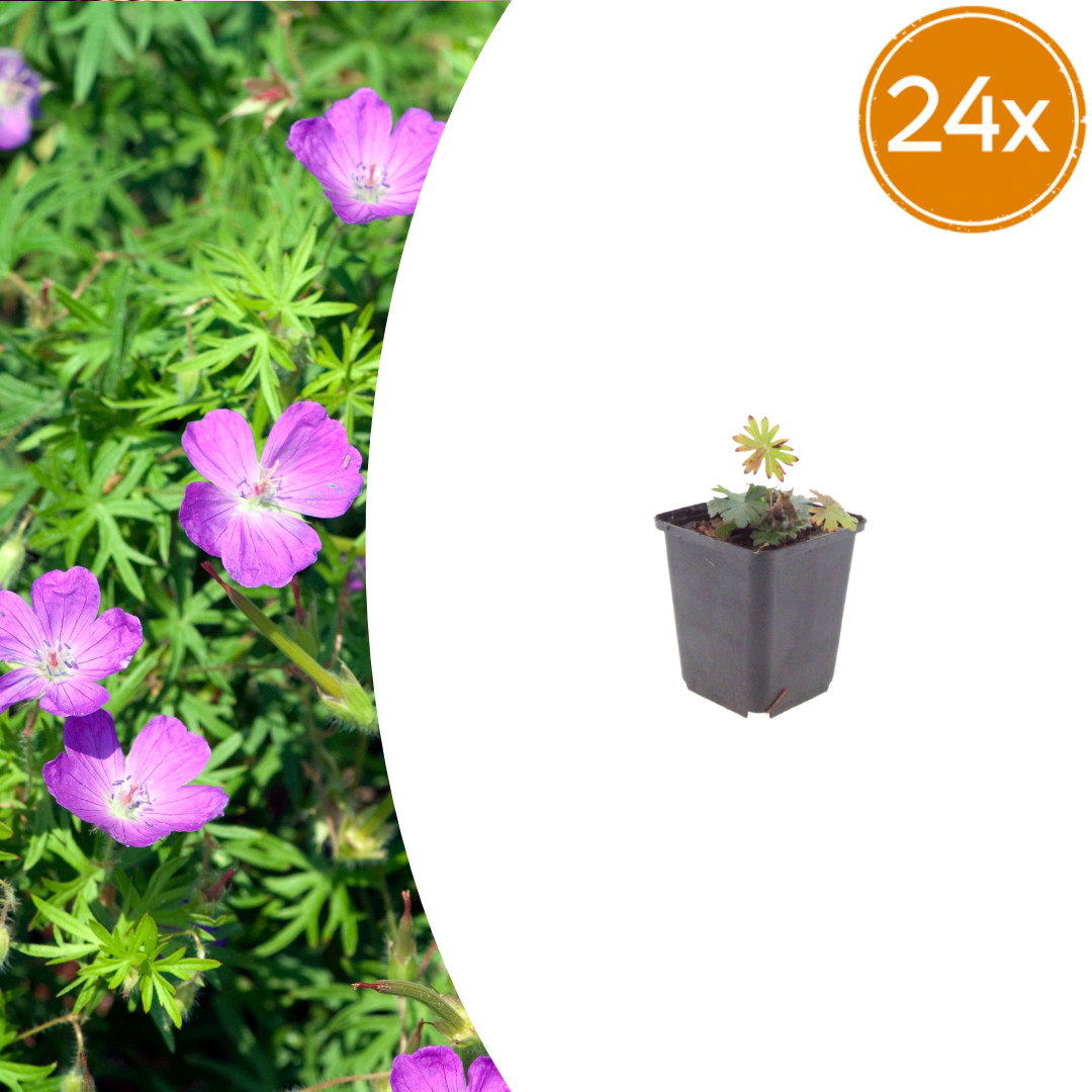 Geranium sanguineum potmaat 9 cm hoogte 10 tot 25 cm