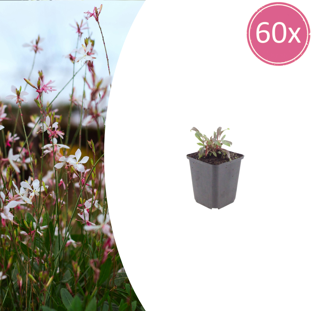 Gaura l. 'Siskiyou Pink' potmaat 9 cm hoogte 10 tot 25 cm