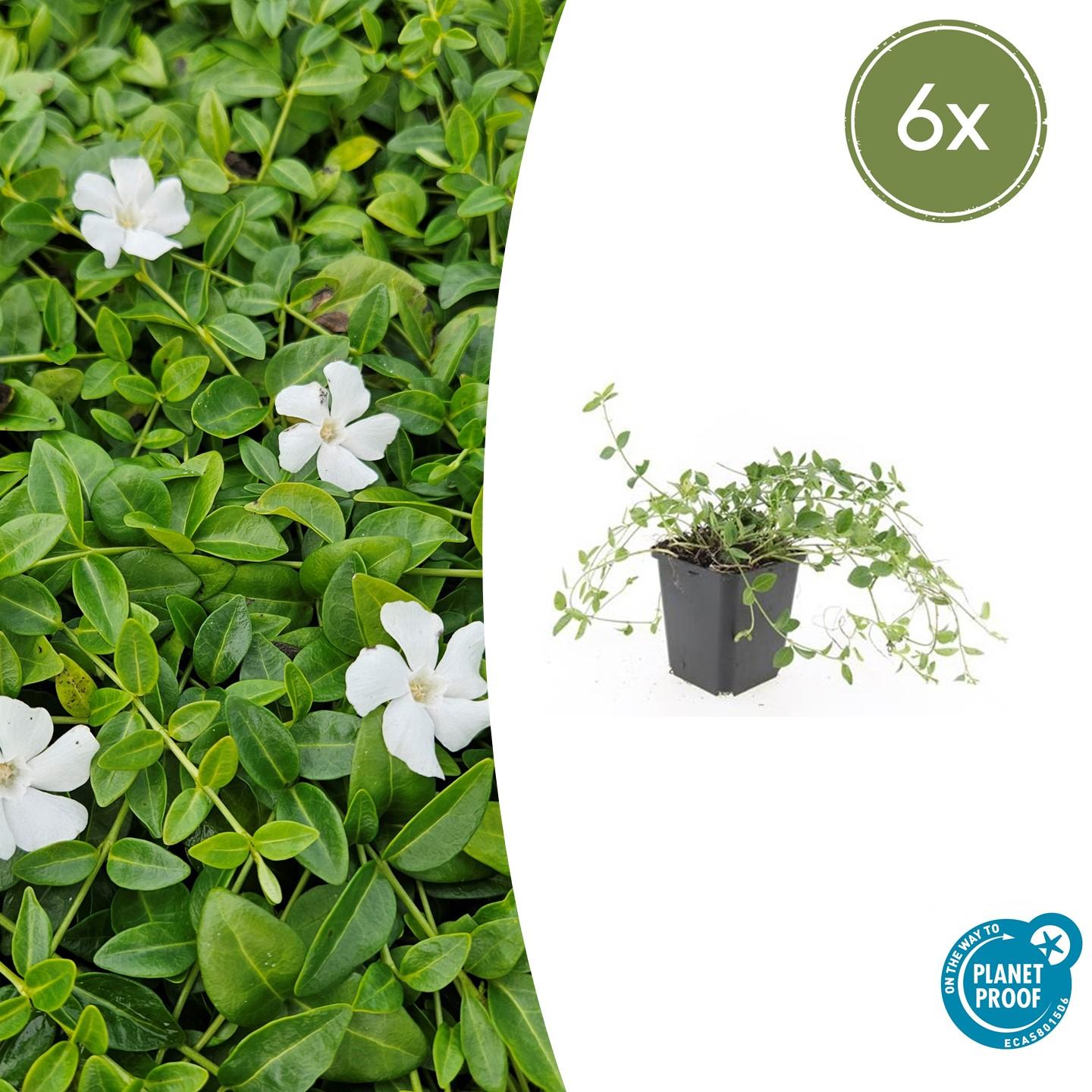 Vinca minor 'Gertrude Jekyll' potmaat 9 cm hoogte 10 tot 25 cm