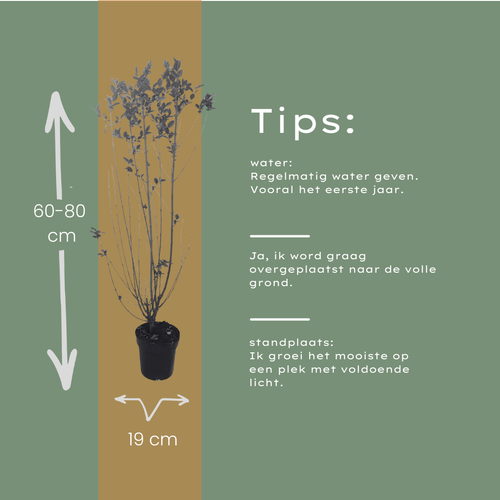Ligustrum Ovalifolium (minipalletdeal 50 stuks) potmaat 19 cm hoogte 60 tot 80 cm