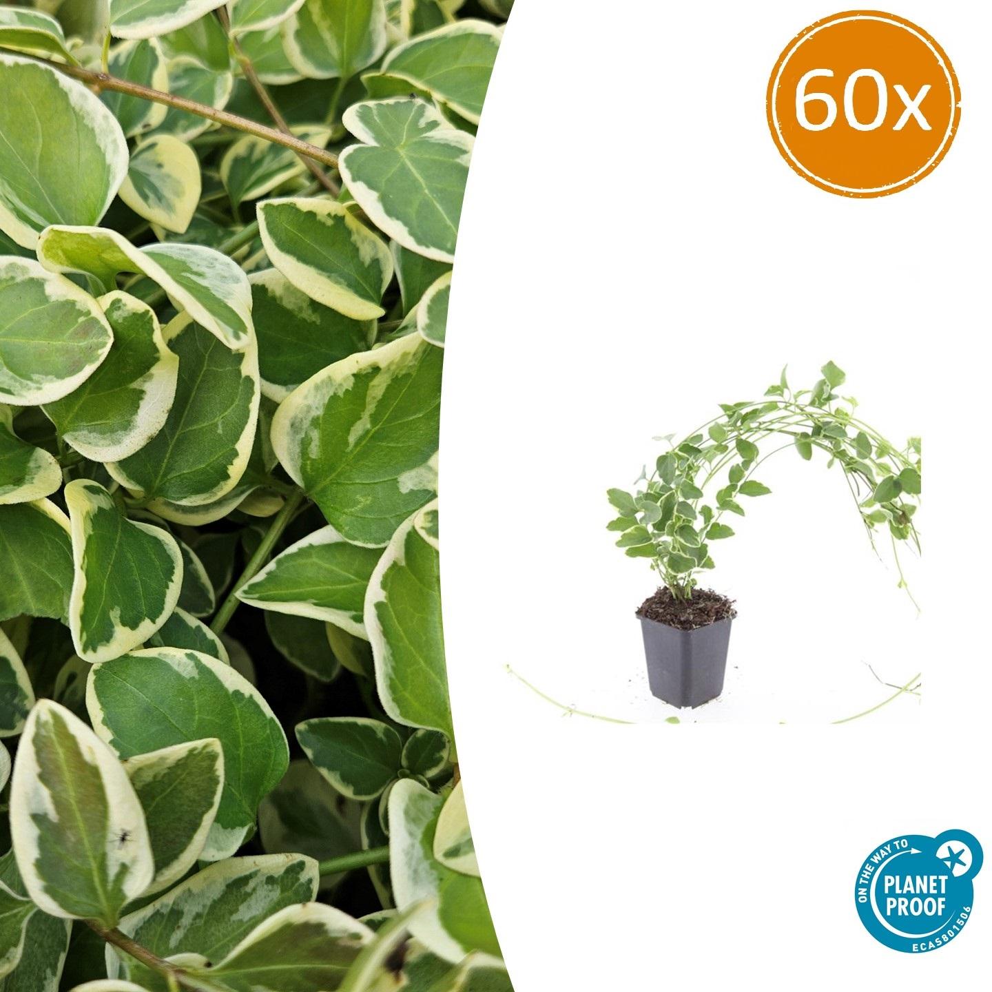 Vinca major 'Variegata' potmaat 9 cm hoogte 10 tot 25 cm