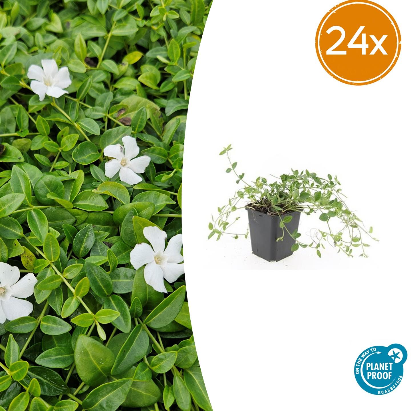 Vinca minor 'Gertrude Jekyll' potmaat 9 cm hoogte 10 tot 25 cm