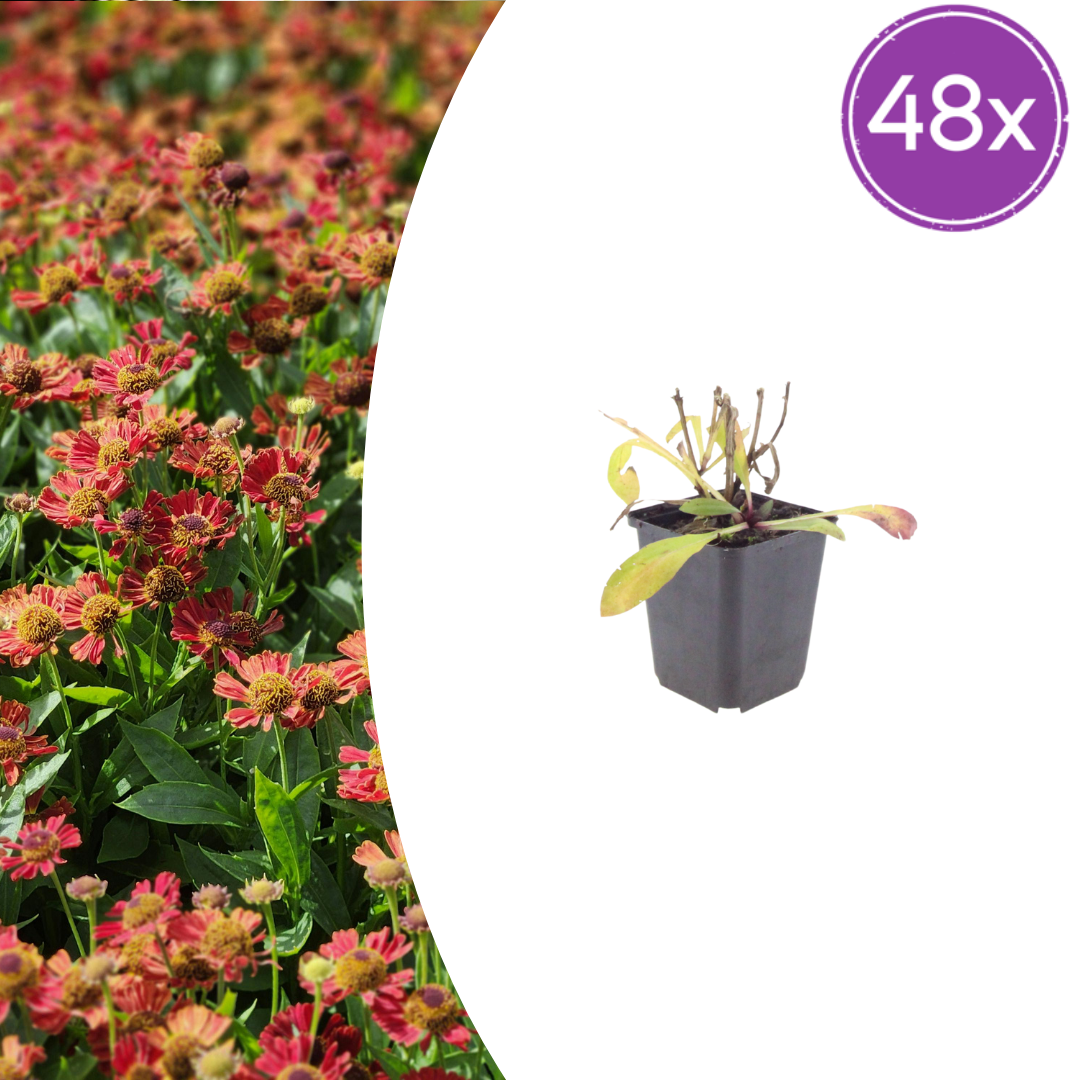Helenium 'Moerheim Beauty' potmaat 9 cm hoogte 10 tot 25 cm