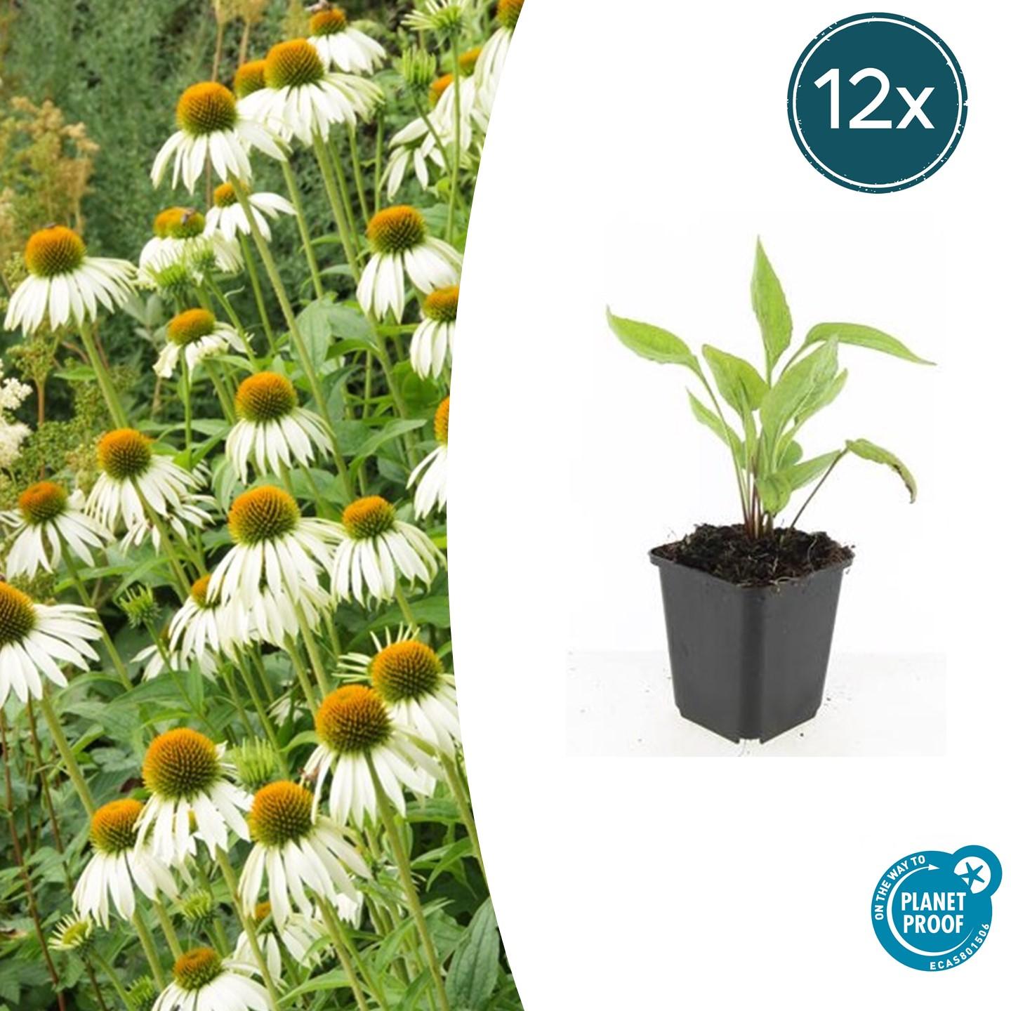 Echinacea p. 'White Swan' potmaat 9 cm hoogte 10 tot 25 cm