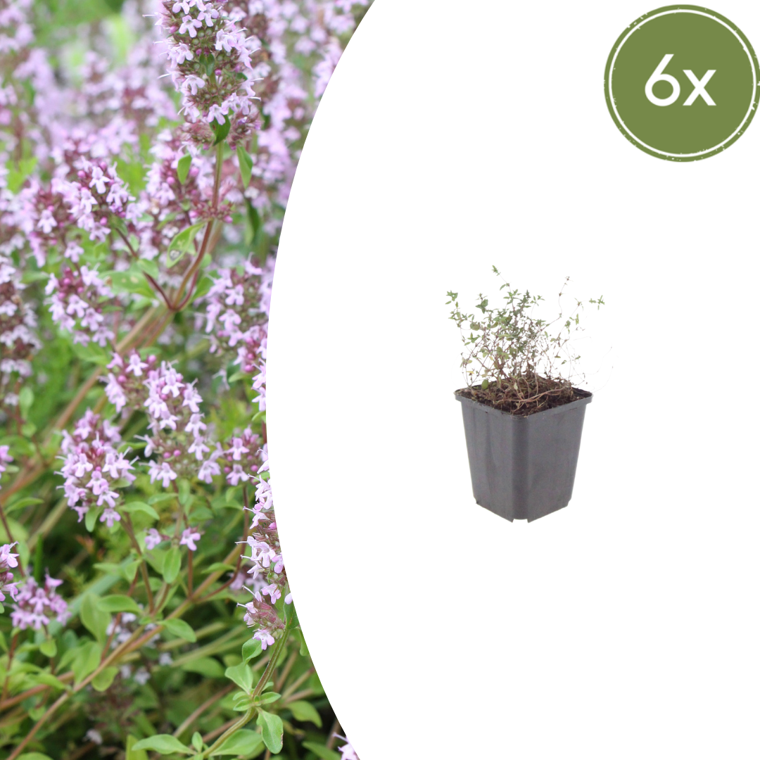 Thymus vulgaris potmaat 9 cm hoogte 10 tot 25 cm