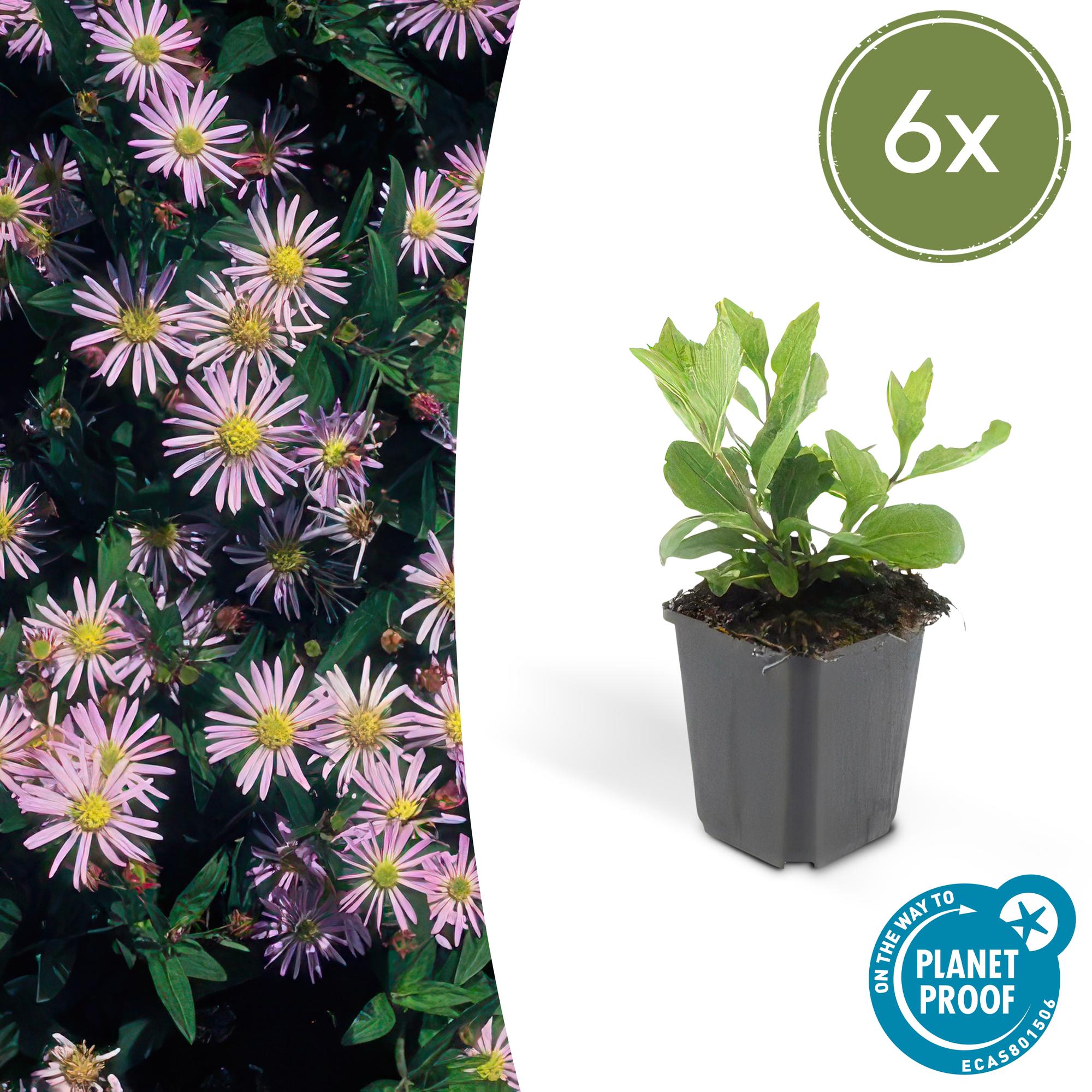 Aster ageratoides 'Asran' potmaat 9 cm hoogte 10 tot 25 cm