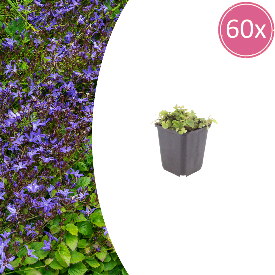 Campanula poscharskyana potmaat 9 cm hoogte 10 tot 25 cm