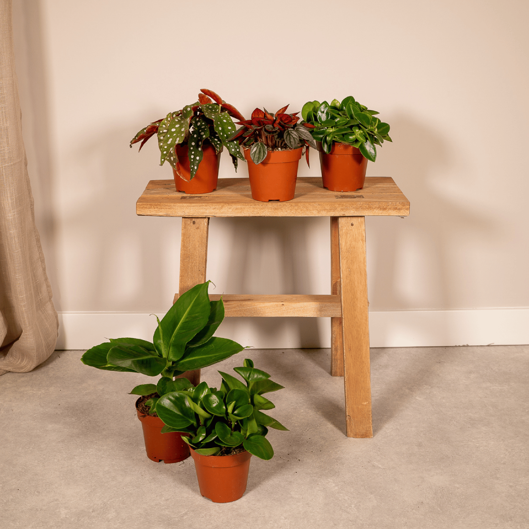 Verrassingsbox potmaat 12 cm hoogte 25 cm