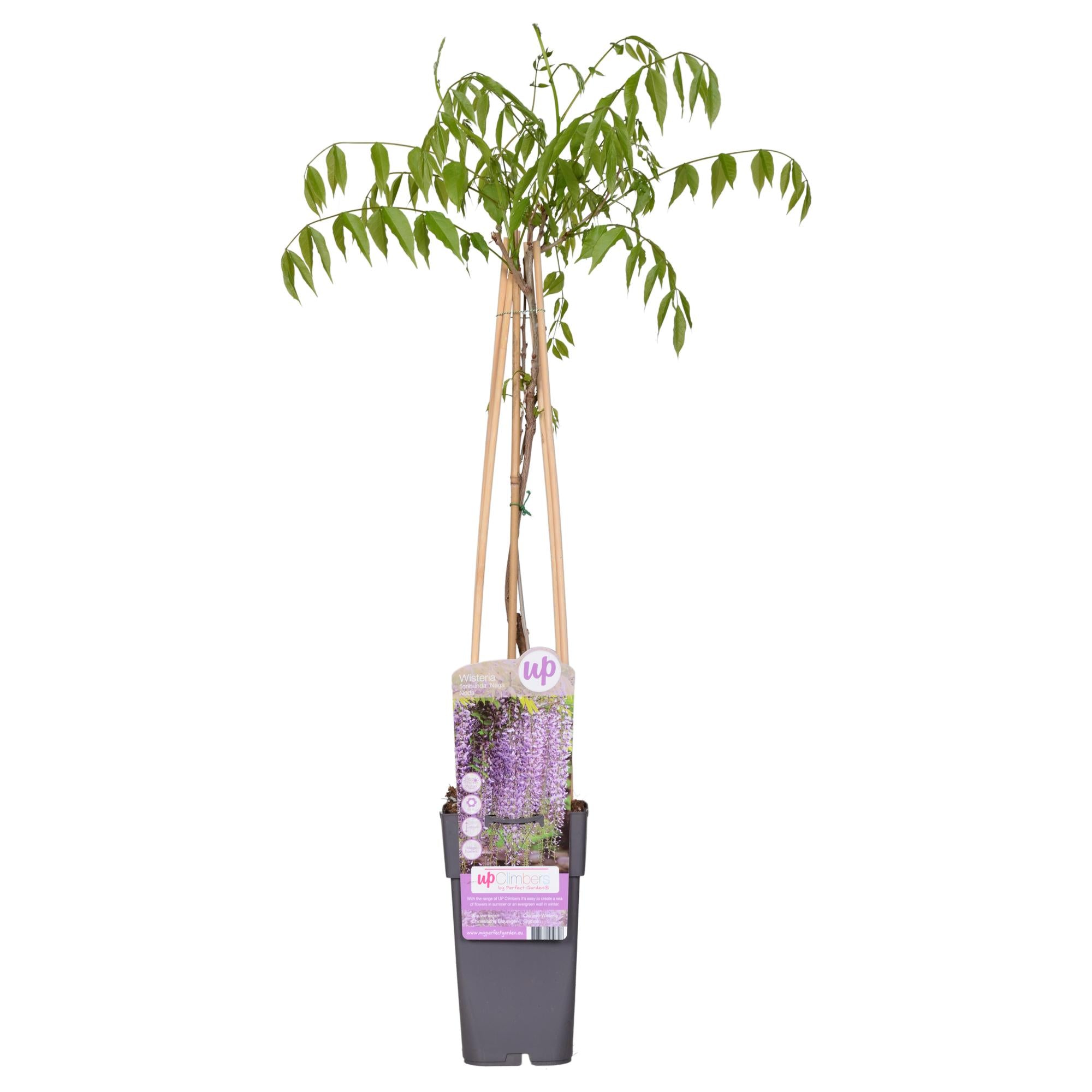 Wisteria floribunda 'Naga Noda' - Paarse regen - Ø15cm - ↕65cm