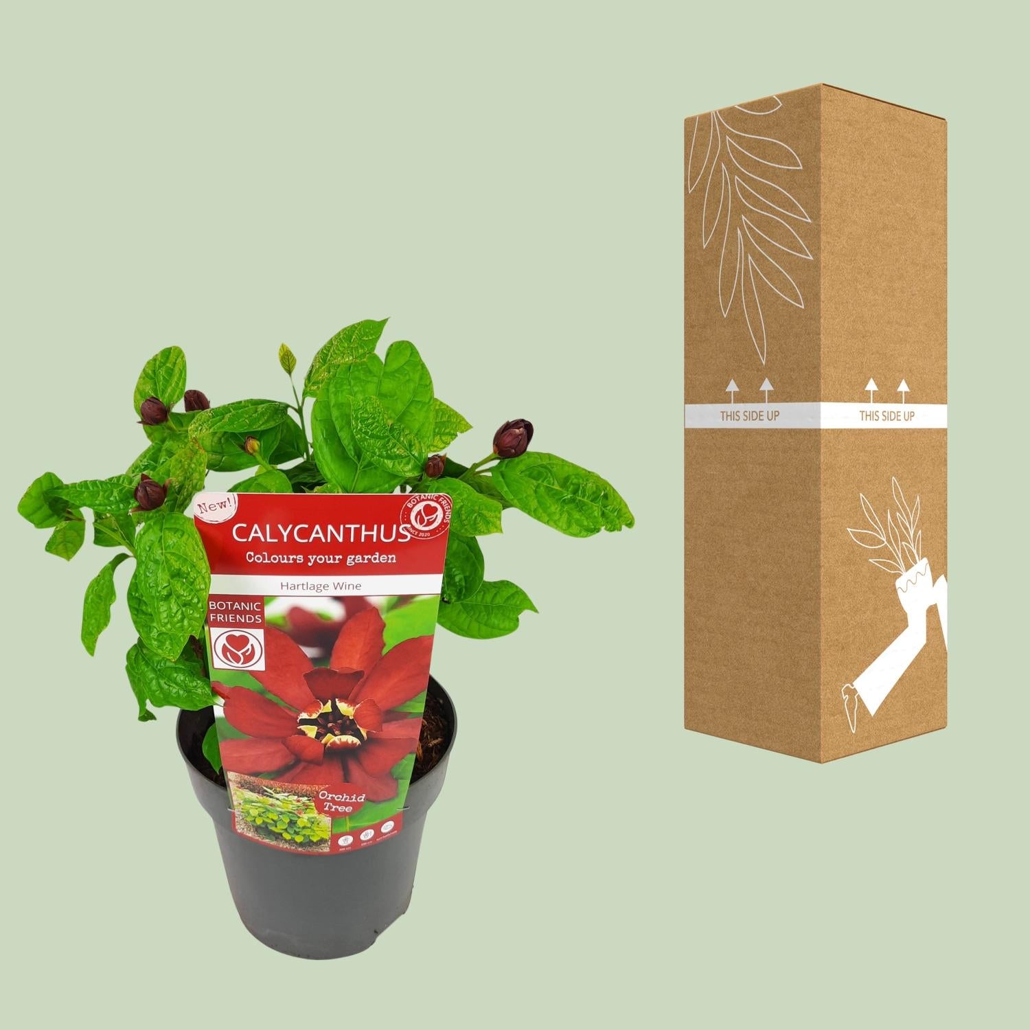 Sinocalycanthus 'Hartlage Wine'Â® - Ø19 - ↨30cm