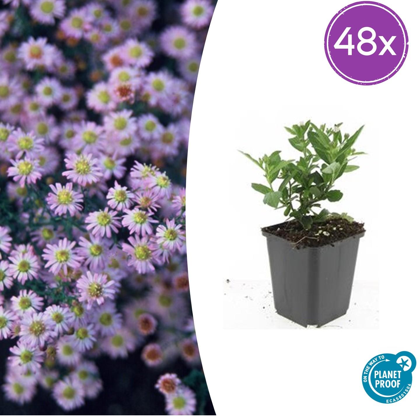 Aster ageratoides 'Stardust' potmaat 9 cm hoogte 10 tot 25 cm