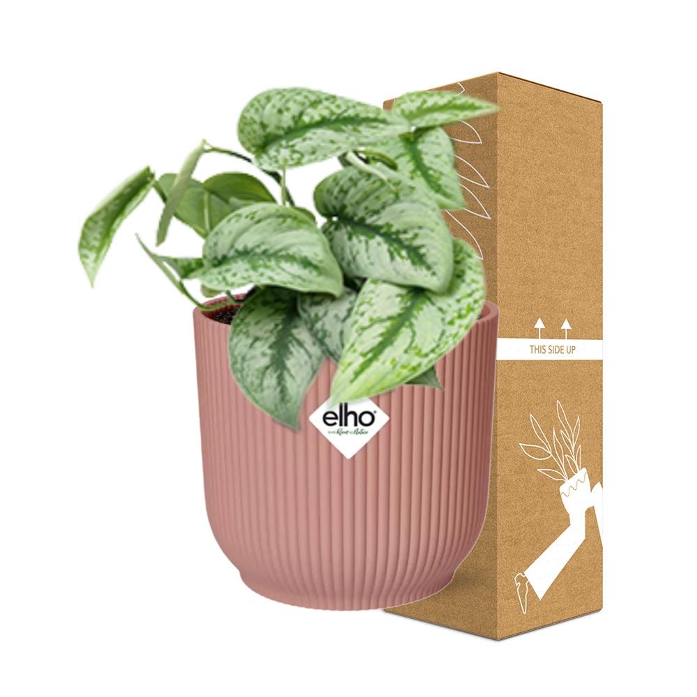 Scindapsus Pictus ‘Trebie’ in ELHO Vibes Fold 14cm roze