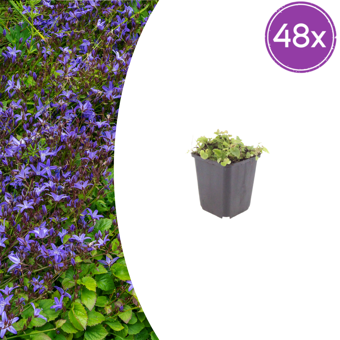 Campanula poscharskyana potmaat 9 cm hoogte 10 tot 25 cm