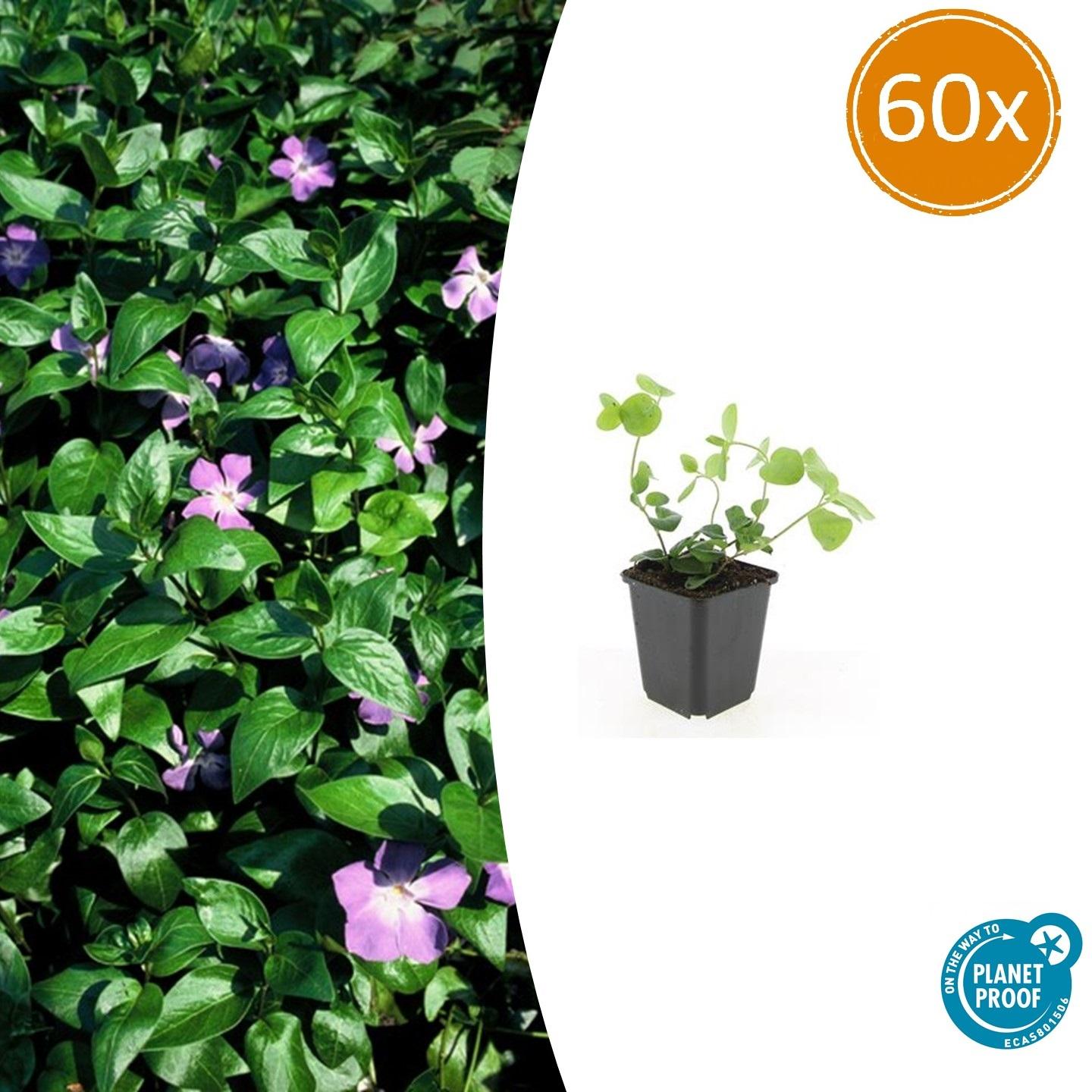 Vinca major potmaat 9 cm hoogte 10 tot 25 cm