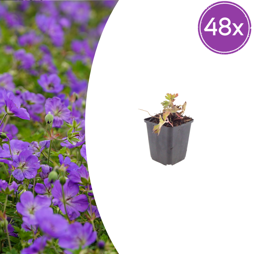 Geranium 'Azure Rush' potmaat 9 cm hoogte 10 tot 25 cm