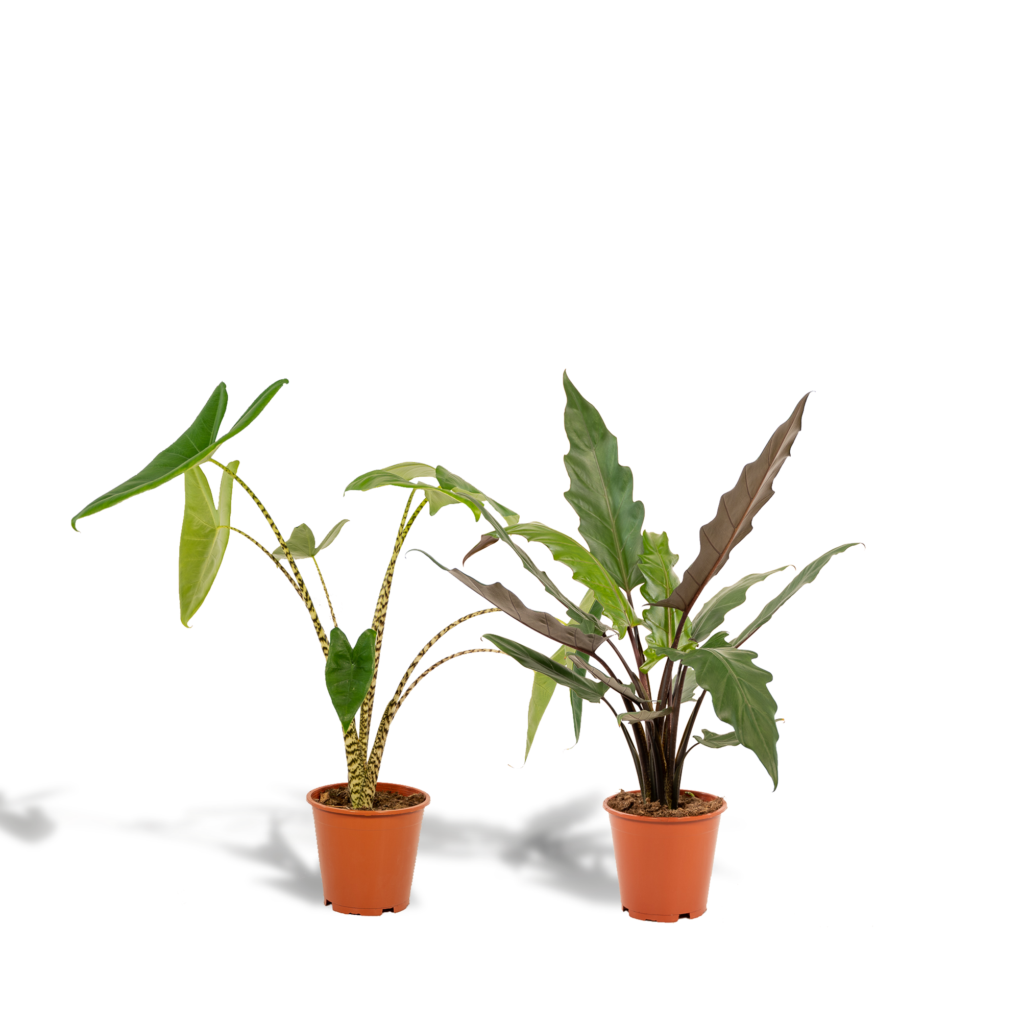 Alocasia Zebrina potmaat 19 cm hoogte 75 cm + Alocasia Lauterbachiana potmaat 19 cm hoogte 75 cm