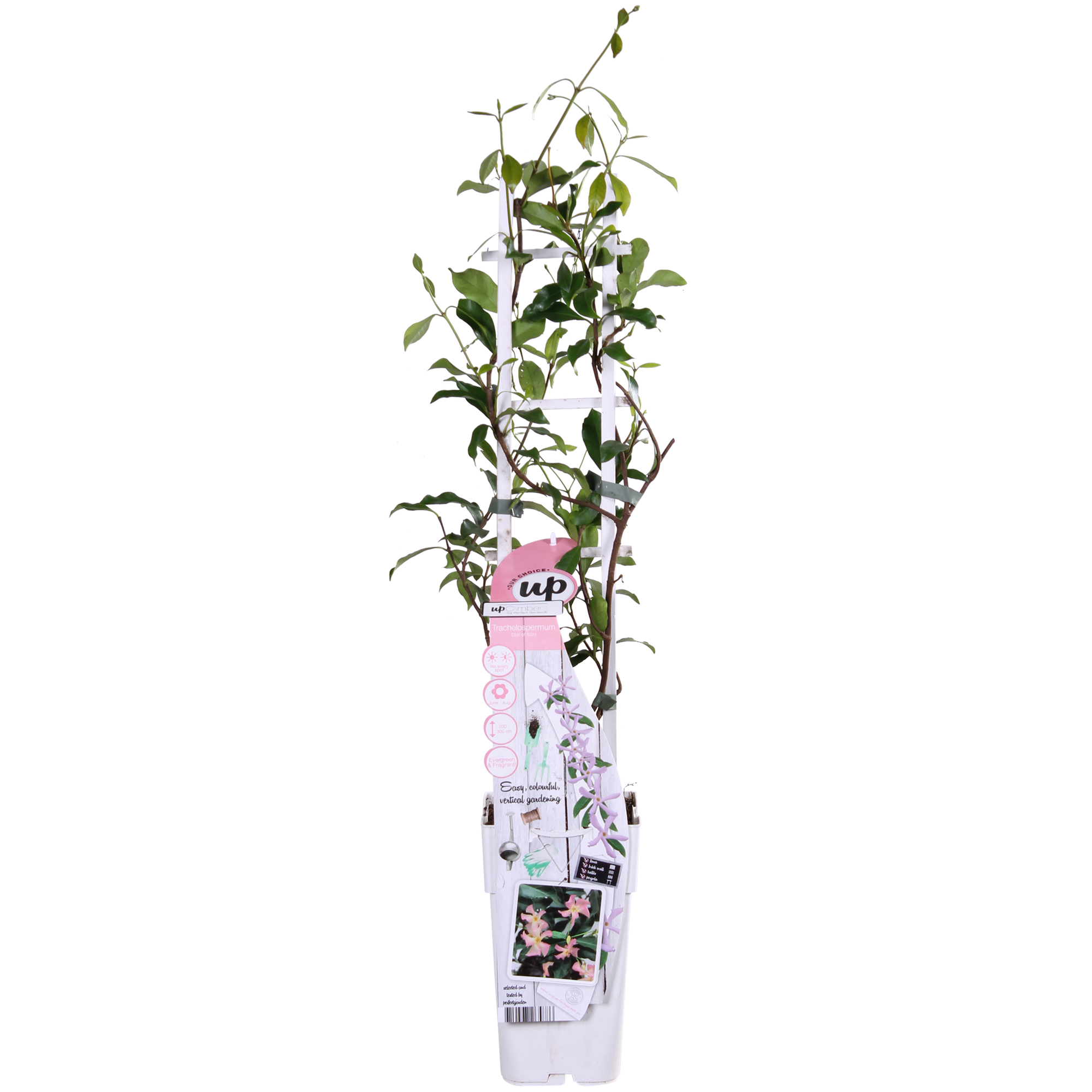 Trachelospermum 'Star of Ibiza' - Toscaanse Jasmijn Roze - Ø15cm - ↕65cm