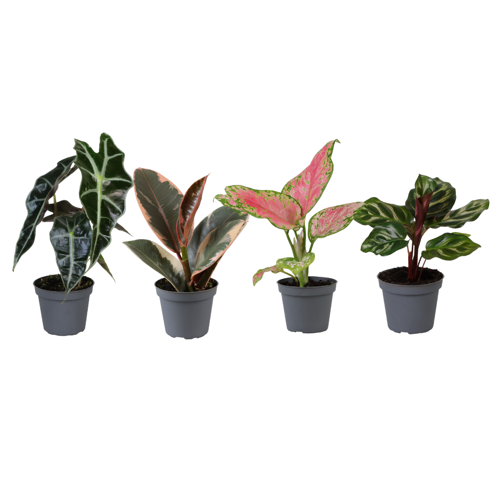 Baby Plantjes Verrassingsbox potmaat 6 cm hoogte 12 cm