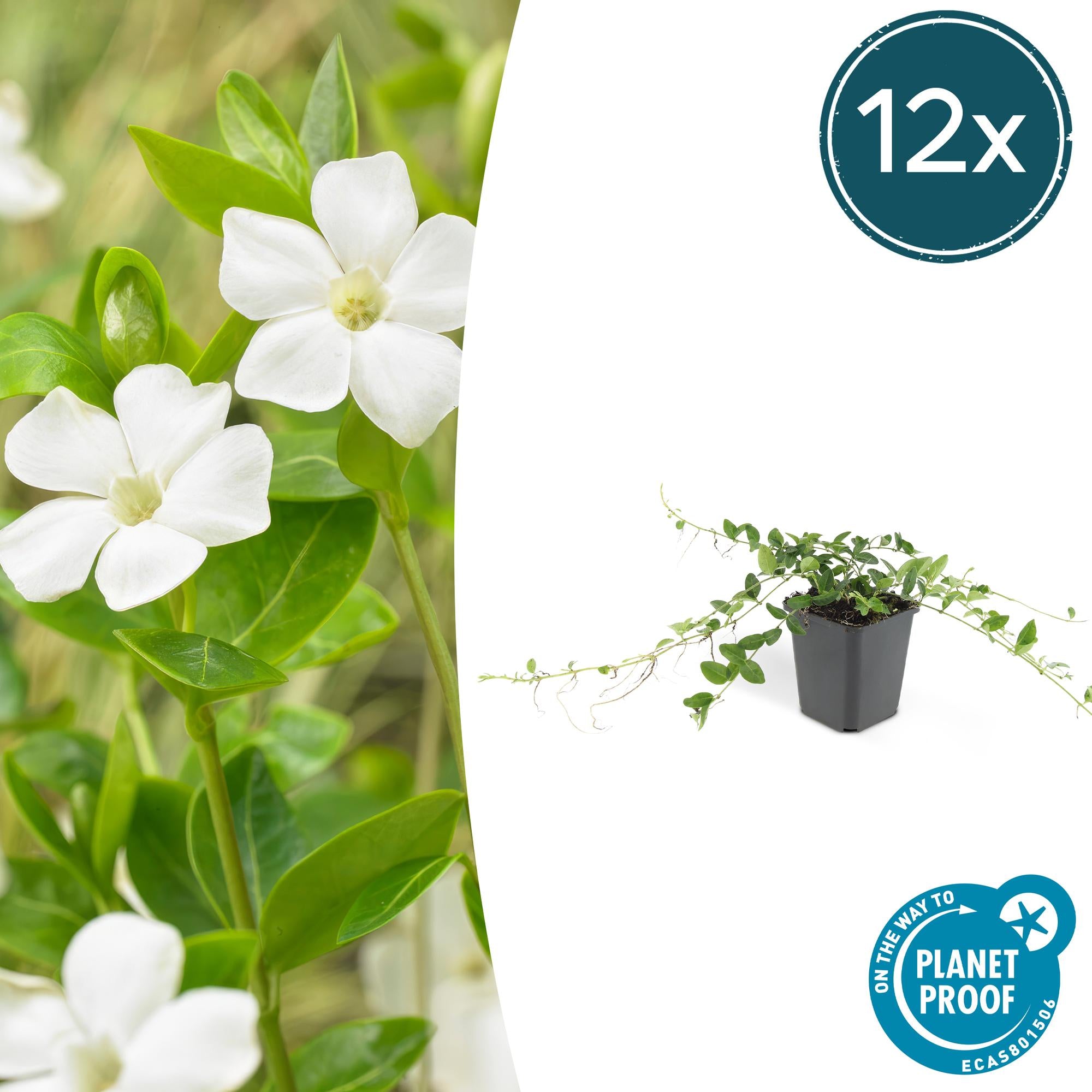 Vinca minor 'Alba' potmaat 9 cm hoogte 10 tot 25 cm