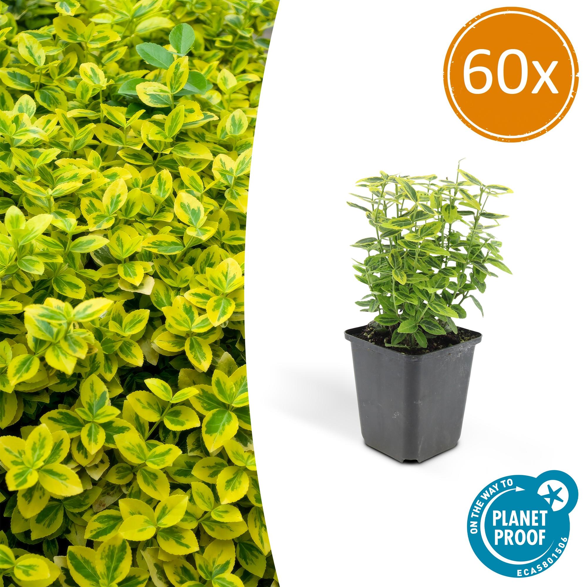 Euonymus fort. 'Emerald 'n Gold’ potmaat 9 cm hoogte 10 tot 25 cm