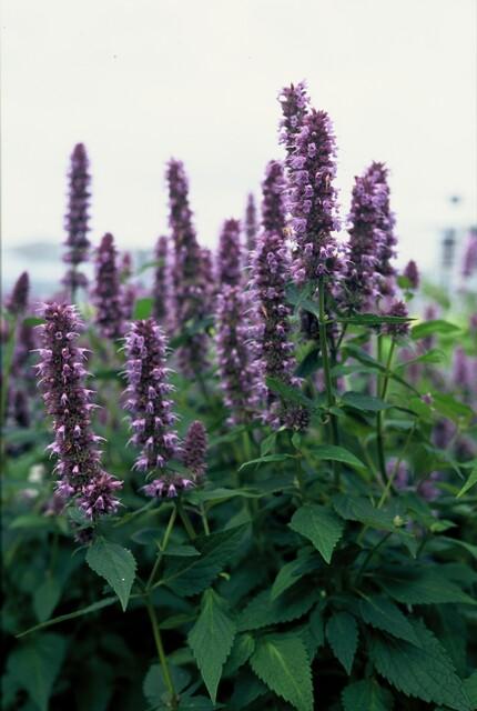 Agastache 'Blue Fortune' potmaat 9 cm hoogte 10 tot 25 cm
