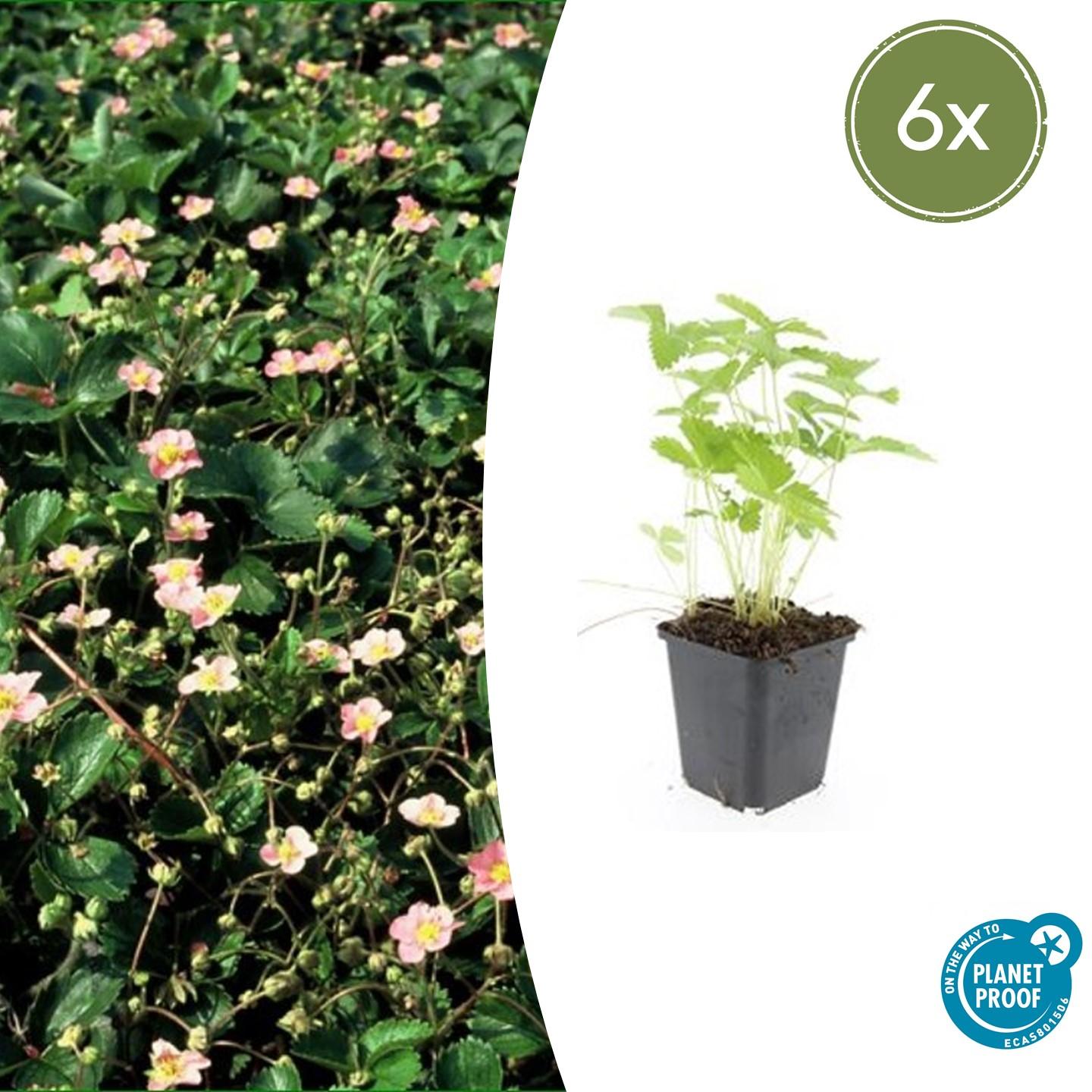 Fragaria vesca potmaat 9 cm hoogte 10 tot 25 cm