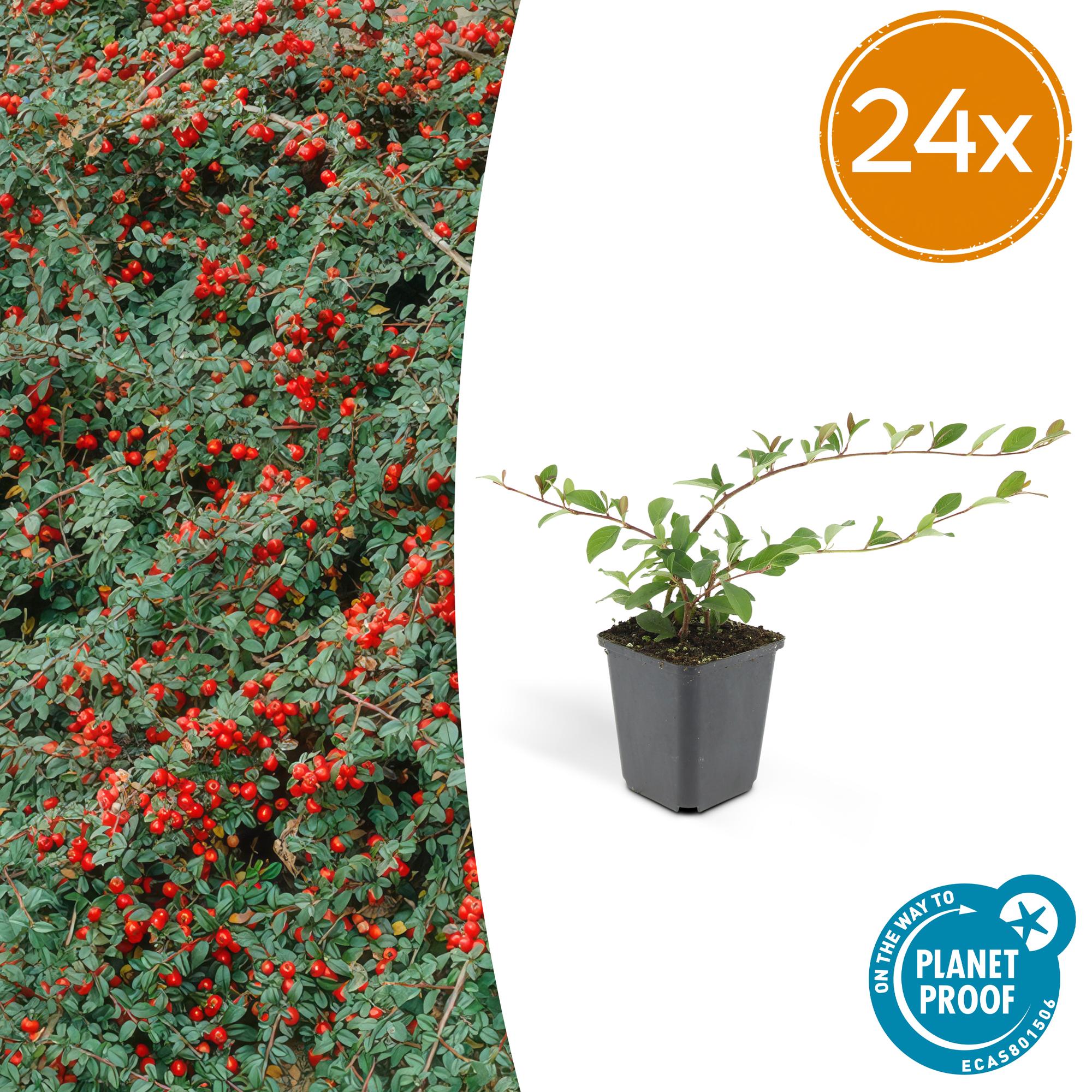 Cotoneaster dam. 'Major' potmaat 9 cm hoogte 25 cm