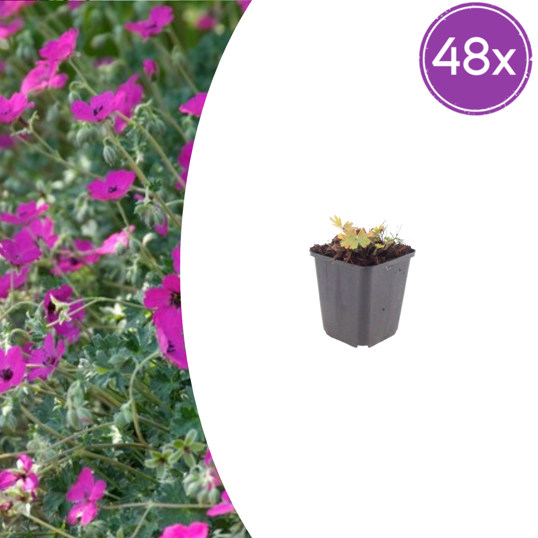 Geranium sang. 'Max Frei' potmaat 9 cm hoogte 10 tot 25 cm
