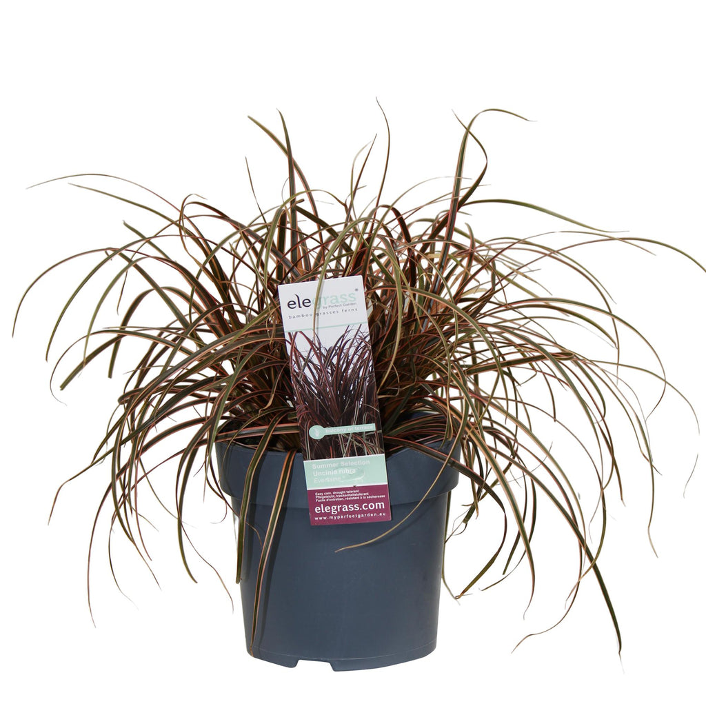 Uncinia rubra Everflame - Ø19cm - ↕40cm - Ø14 - ↨30cm