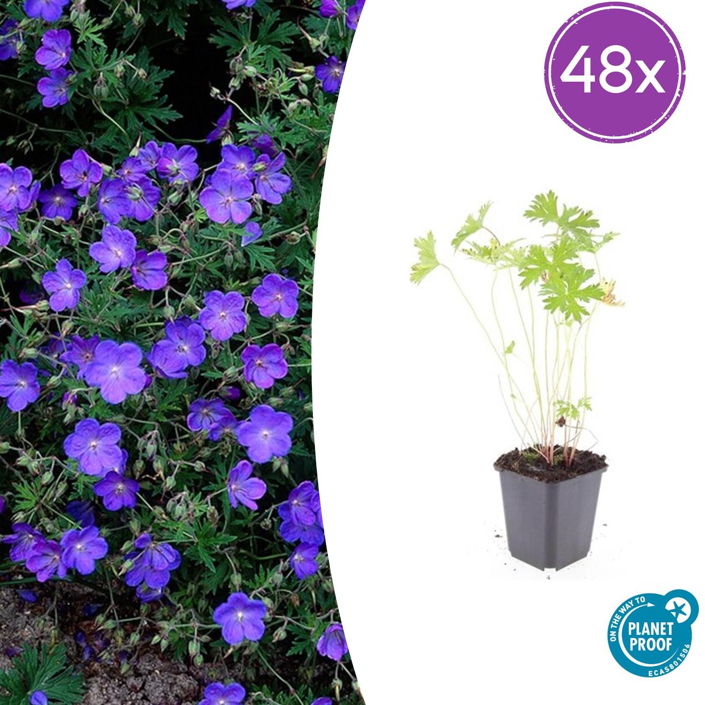 Geranium 'Johnson's Blue' potmaat 9 cm hoogte 10 tot 25 cm