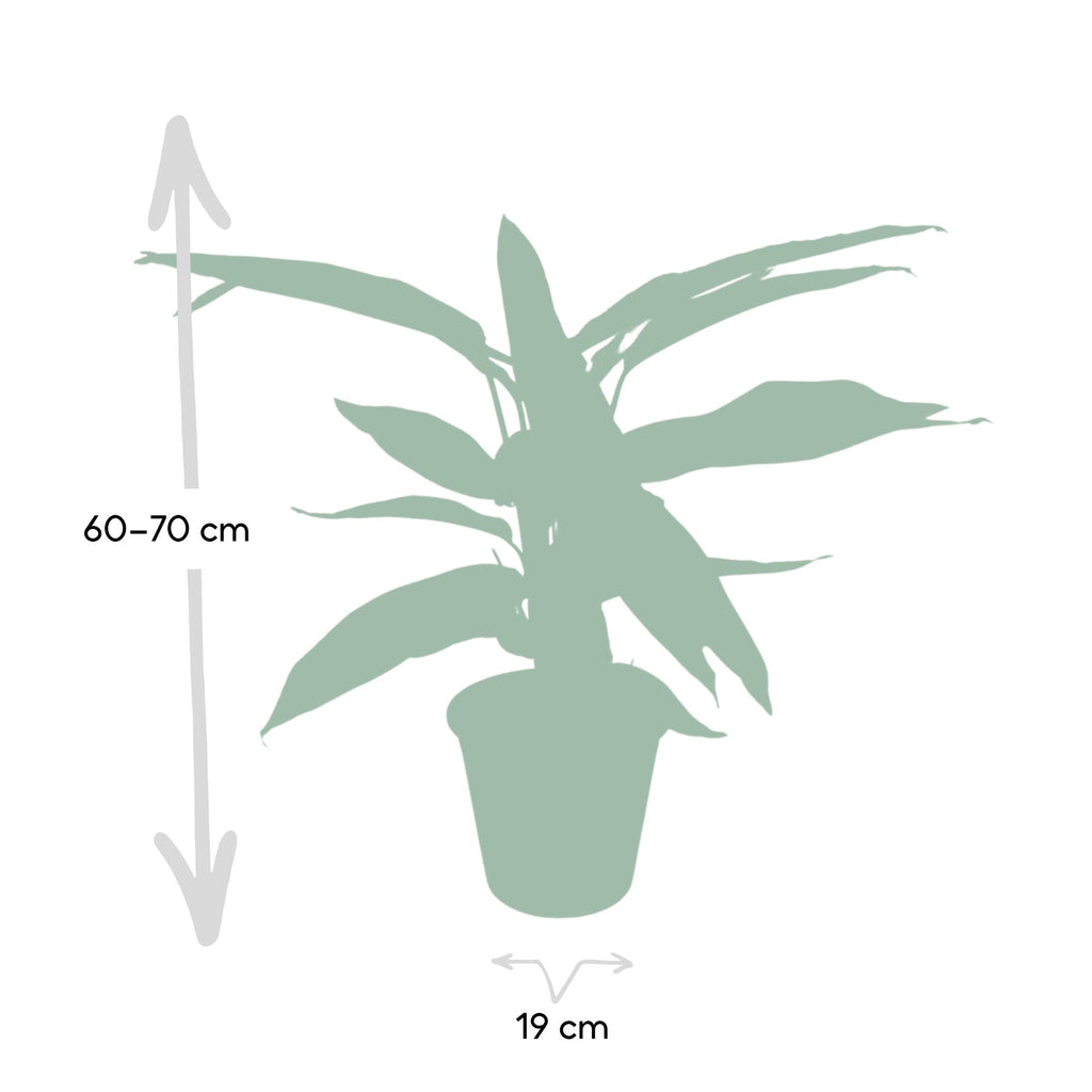 Calathea Triostar - Pauwenplant - Ø19cm - ↕70cm