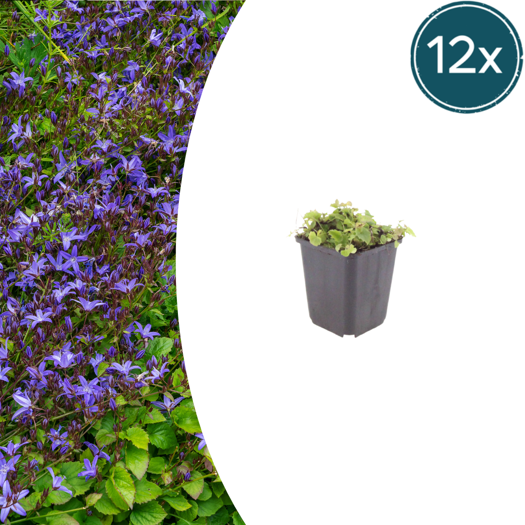 Campanula poscharskyana potmaat 9 cm hoogte 10 tot 25 cm