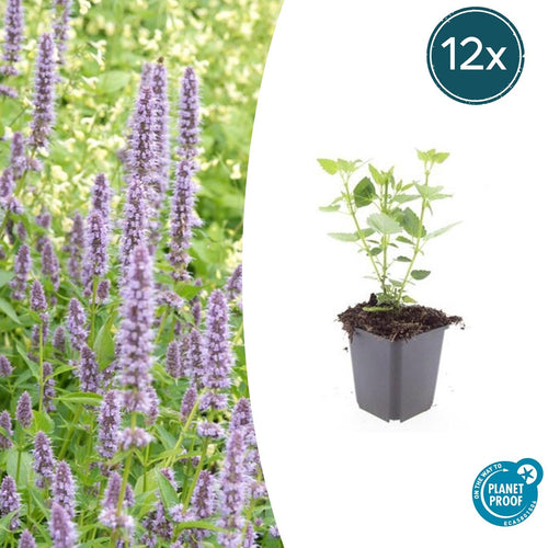 Agastache 'Blue Fortune' potmaat 9 cm hoogte 10 tot 25 cm