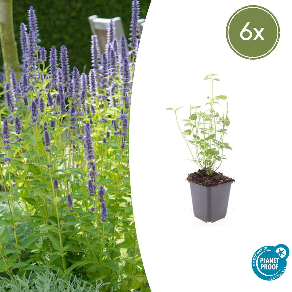 Agastache 'Black Adder' potmaat 9 cm hoogte 10 tot 25 cm