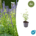 Agastache 'Black Adder' potmaat 9 cm hoogte 10 tot 25 cm