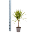 Dracaena Marginata Sunray Ø17cm - ↕60 - 80cm