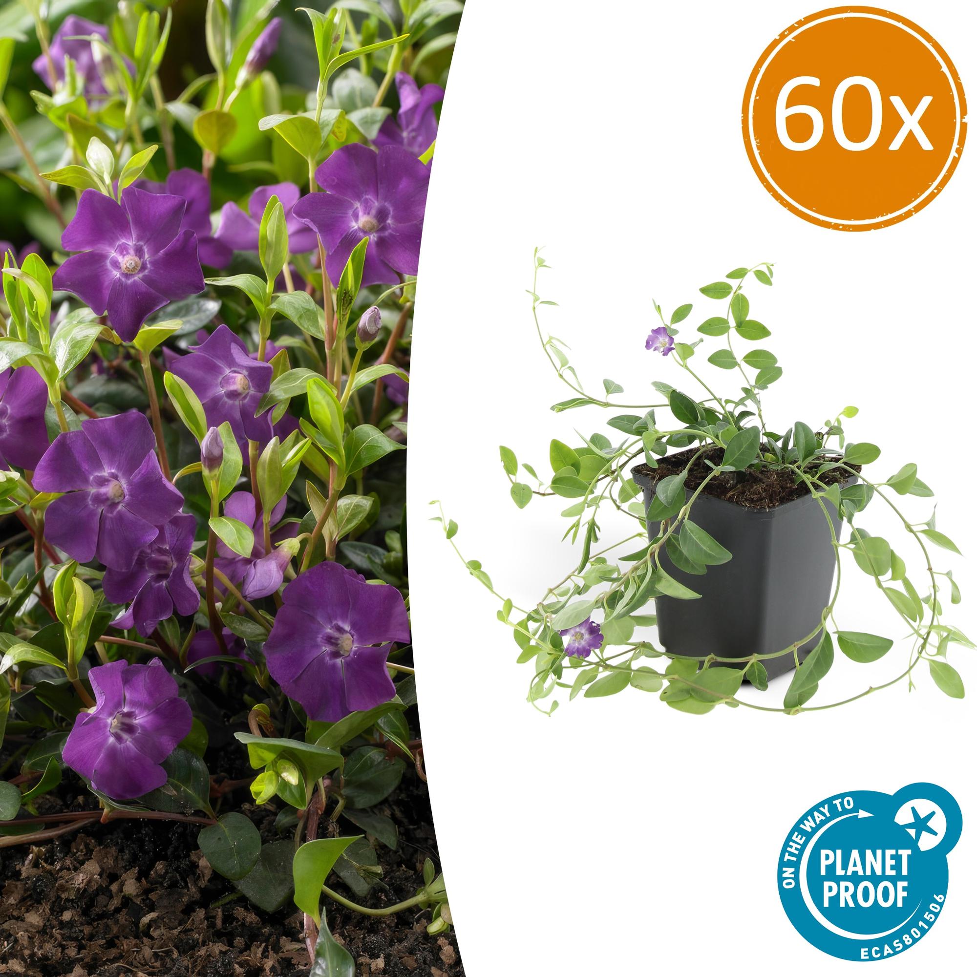 Vinca minor 'Atropurpurea' potmaat 9 cm hoogte 10 tot 25 cm