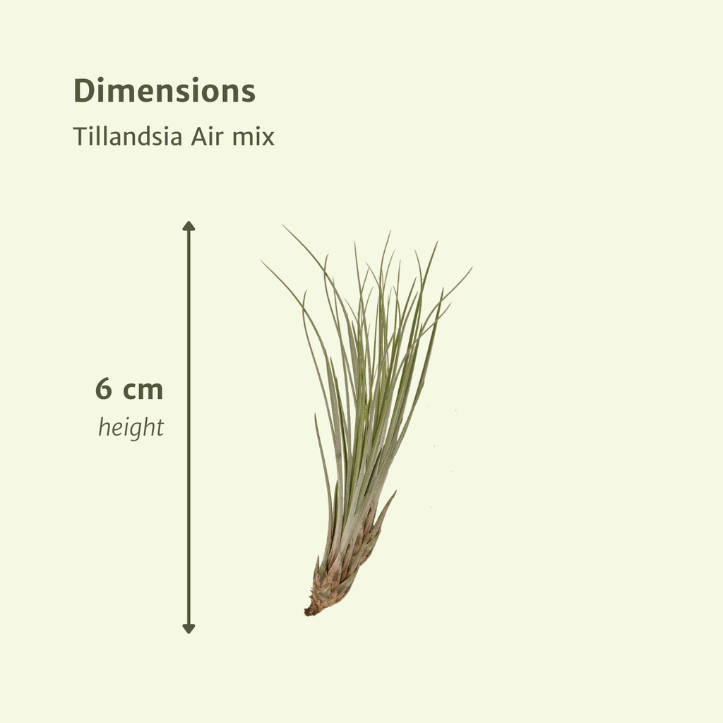 Tillandsia Air mix - 10 stuks - 6 cm - ø6