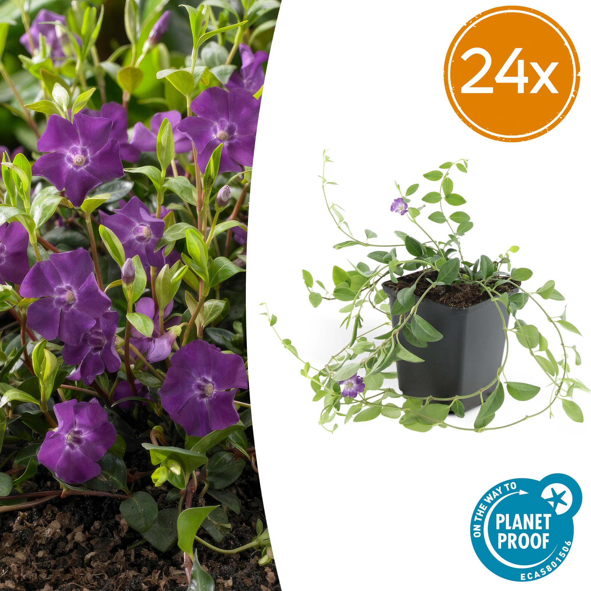 Vinca minor 'Atropurpurea' potmaat 9 cm hoogte 10 tot 25 cm