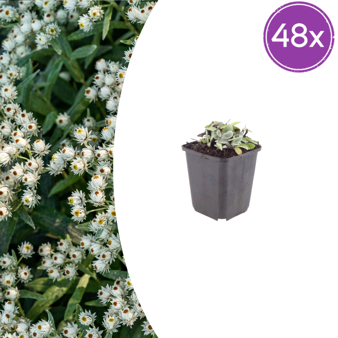Anaphalis triplinervis potmaat 9 cm hoogte 10 tot 25 cm